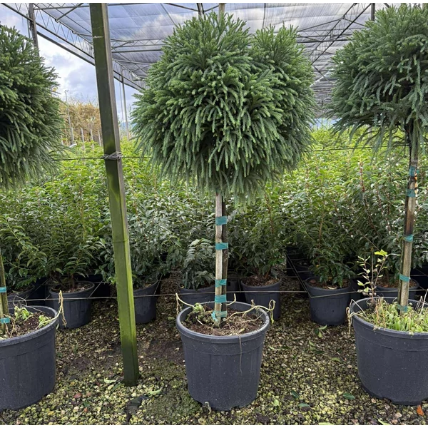 Törpe japán szugifenyő  CRYPTOMERIA JAPONICA GLOBOSA NANA T1/2 50/60 K30