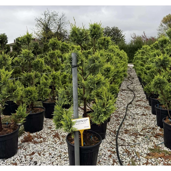 Arany lombú leyland ciprus  CUPRESSOCYPARIS LEYLANDII CASTLEWELLAN GOLD POM-PON 100/120 K25