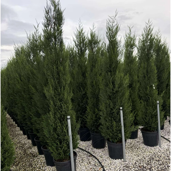 Leyland ciprus  CUPRESSOCYPARIS LEYLANDII PYRAMIDALIS 200/225 K30