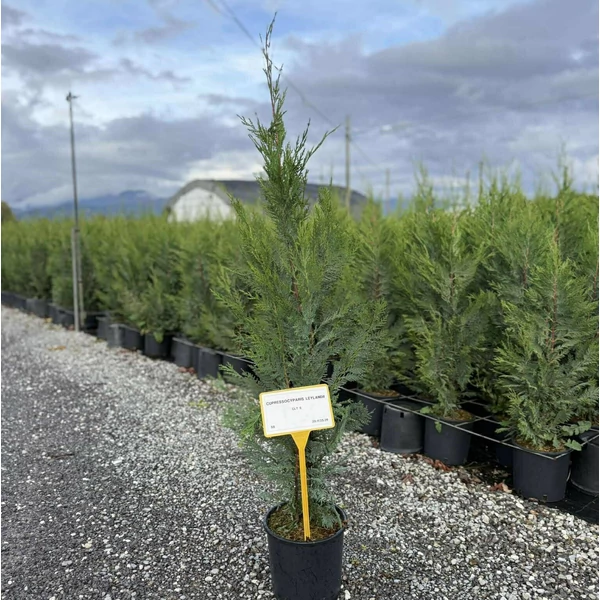 Leyland ciprus  CUPRESSOCYPARIS LEYLANDII 80/+ K5