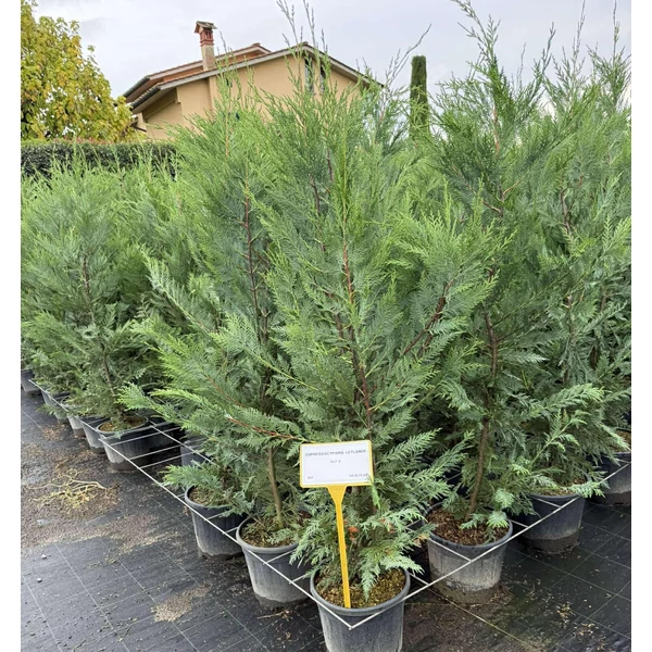 Leyland ciprus  CUPRESSOCYPARIS LEYLANDII 125/150 K9