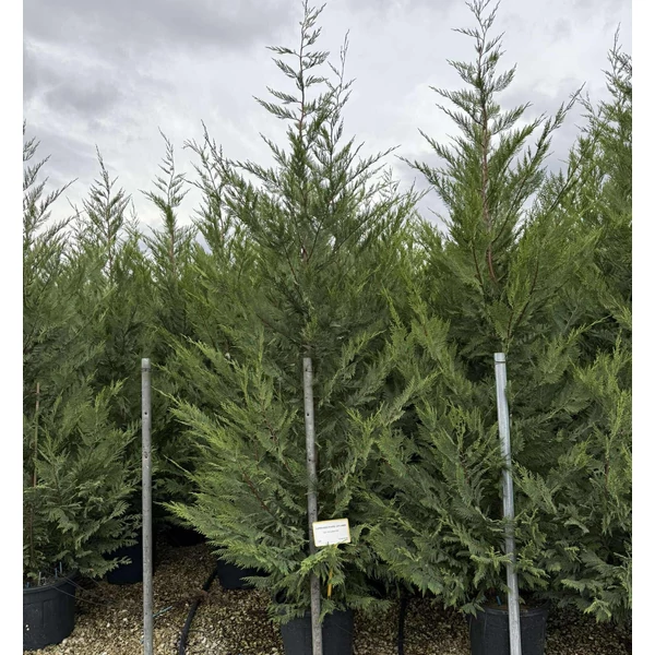 Leyland ciprus  CUPRESSOCYPARIS LEYLANDII 175/200 K18