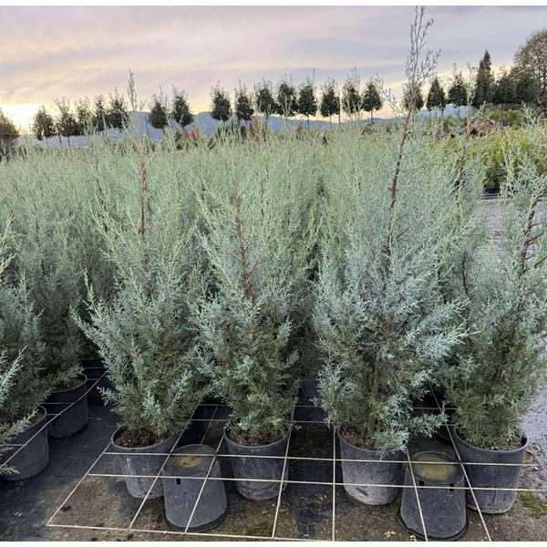 Oszlopos, kék arizoniai ciprus  CUPRESSUS ARIZONICA FASTIGIATA 80/100 K9