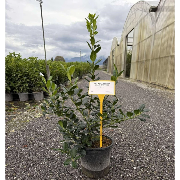 Közönséges magyal    ILEX MUTCHAGARA NELLIE R. STEVENS 40/60 K9