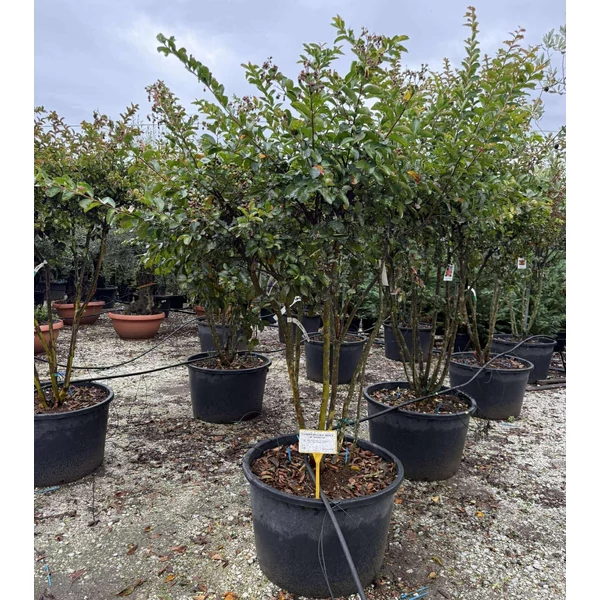 Kínai selyemmirtusz    LAGERSTROEMIA INDICA WATERMELON TÖBBTÖRZSES 180/200 K160