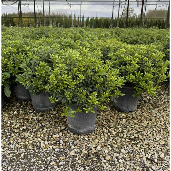 Törpe kínai enyvesmag  PITTOSPORUM TOBIRA NANUM 40/+ K9