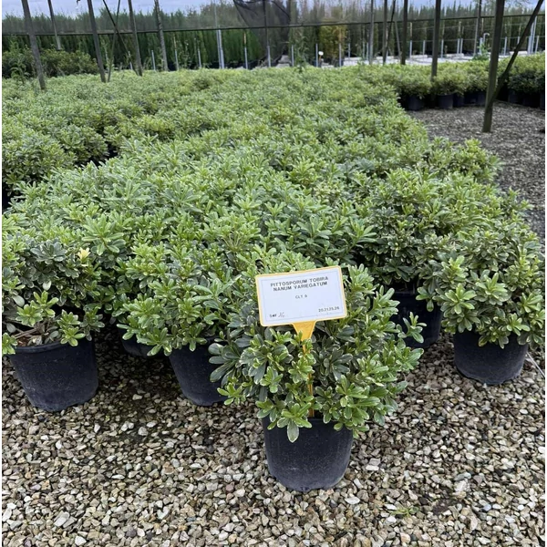Törpe kínai enyvesmag  PITTOSPORUM TOBIRA NANUM VARIEGATUM 40/60 K9