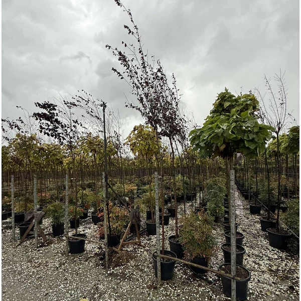 Vérszilva     PRUNUSN CERASIFERA PISSARDII NIGRA T200 8/10 K30