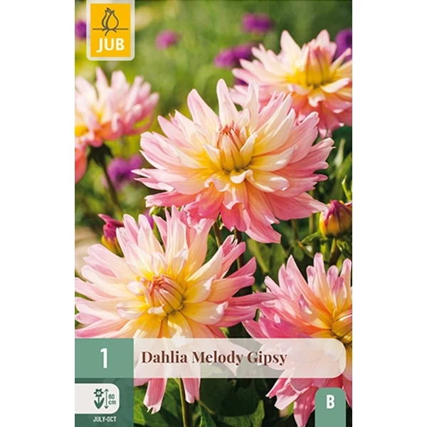 Virághagyma dália VIRÁGHAGYMA DAHLIA MELODY GIPSY 1DB/CSOMAG JUB 102770