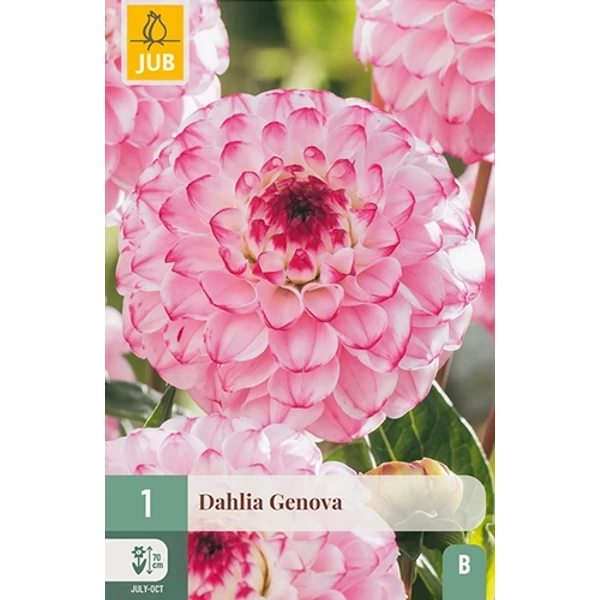 Virághagyma dália VIRÁGHAGYMA DAHLIA GENOVA 1DB/CSOMAG JUB 103961