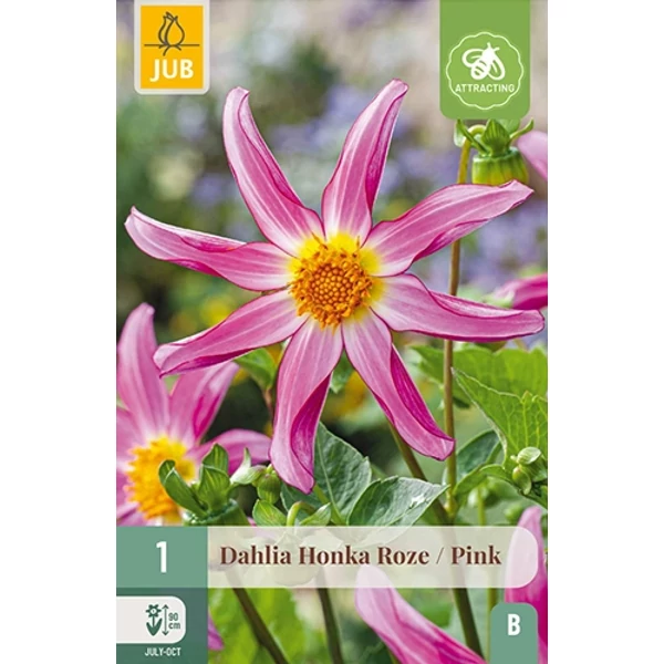 Virághagyma dália VIRÁGHAGYMA DAHLIA HONKA ROZE / PINK 1DB/CSOMAG JUB 104640