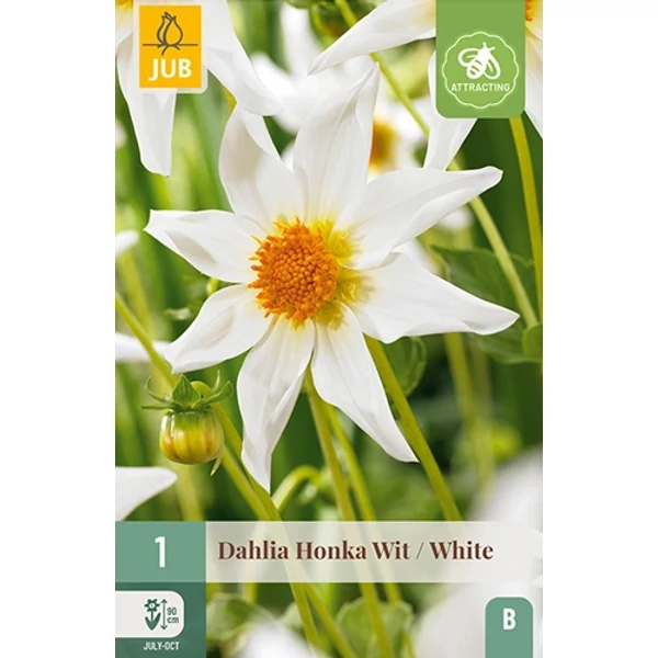 Virághagyma dália VIRÁGHAGYMA DAHLIA HONKA WIT / WHITE 1DB/CSOMAG JUB 104645