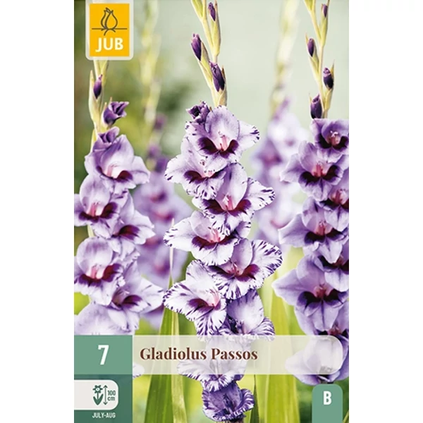 Virághagyma kardvirág VIRÁGHAGYMA GLADIOLUS PASSOS 7DB/CSOMAG JUB 105580