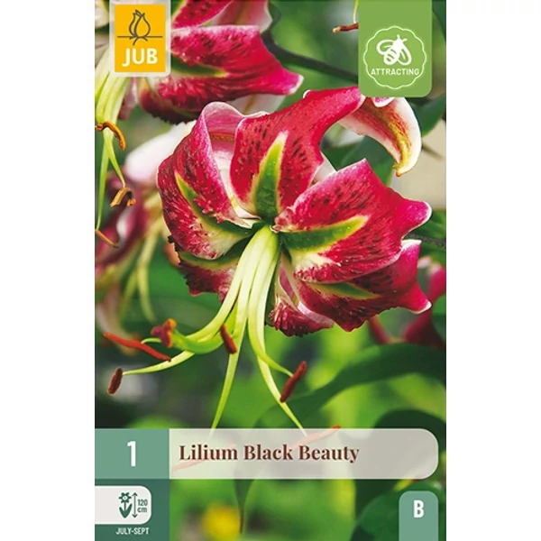 Virághagyma liliom VIRÁGHAGYMA LILIUM BLACK BEAUTY 1DB/CSOMAG JUB 109033