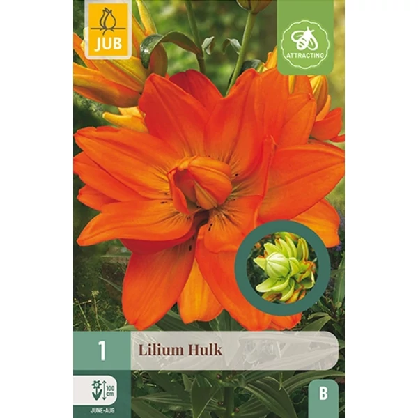 Virághagyma liliom VIRÁGHAGYMA LILIUM HULK 1DB/CSOMAG JUB 109065