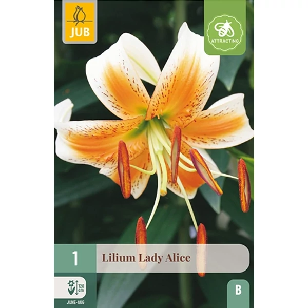 Virághagyma liliom VIRÁGHAGYMA LILIUM LADY ALICE 1DB/CSOMAG JUB 109080