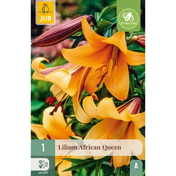 Virághagyma liliom VIRÁGHAGYMA LILIUM AFRICAN QUEEN 1DB/CSOMAG JUB 109111