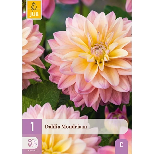 Virághagyma dália VIRÁGHAGYMA DAHLIA MONDRIAAN 1DB/CSOMAG JUB 116680