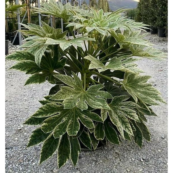Japán arália FATSIA JAPONICA SPIDERS WEB K12