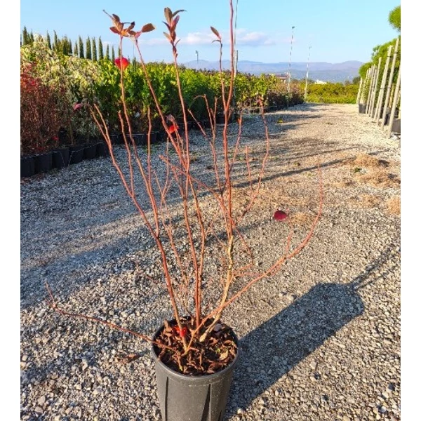 Áfonya VACCINIUM CORYMBOSUM K9