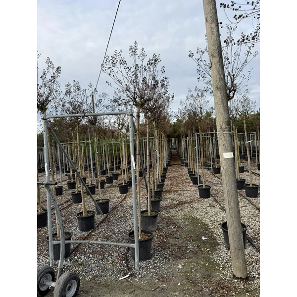 Kínai selyemmirtusz   LAGERSTROEMIA INDICA SUPERVIOLACEA 8/10 K30