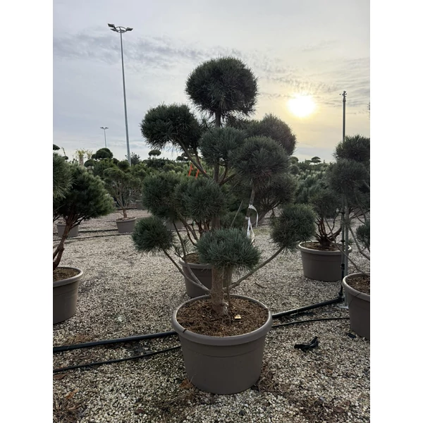 Erdeifenyő   PINUS SYLVESTRIS GLAUCA POM-PONS 200/250 K180