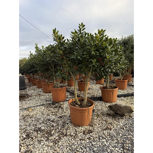 Közönséges magyal ILEX MUTCHAGARA NELLIE R.STEVENS  TÖBBTÖRZSES GOMBAFORMA 125/150 K55