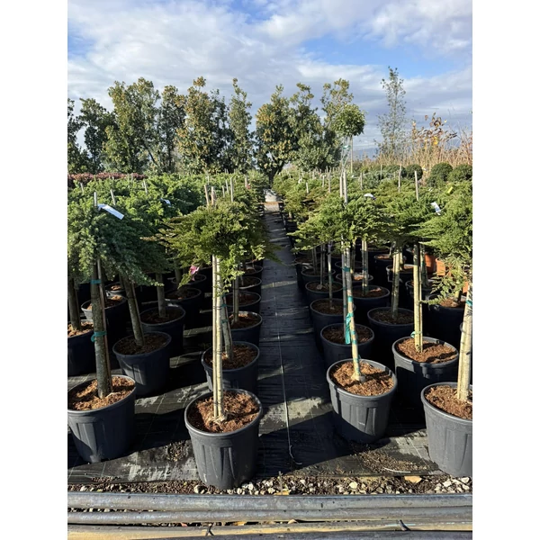Henye boróka JUNIPERUS HORIZONTALIS PRINCE OF WALES T1/2 K25