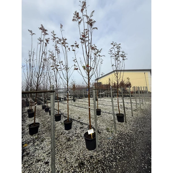 Madárberkenye   SORBUS AUCUPARIA WETTRA T200 10/12 K30