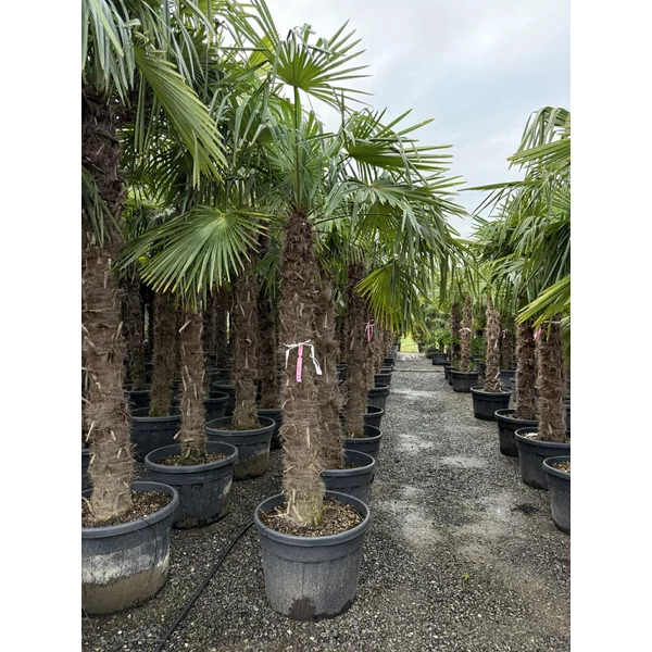 Kínai kenderpálma   CHAMAEROPS EXCELSA TR150/170 K80
