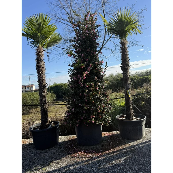 Kínai kenderpálma CHAMAEROPS EXCELSA TR220/240 K220