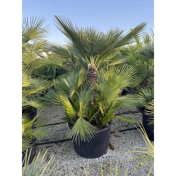 Törpe lószőrpálma CHAMAEROPS HUMILIS TÖBBTÖRZSES K230