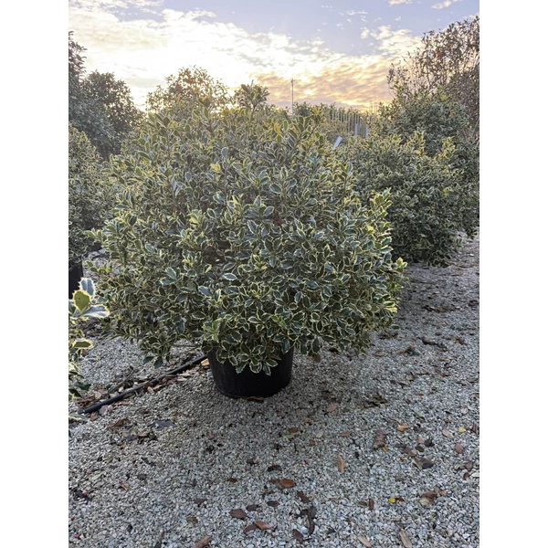 Közönséges magyal   ILEX AQUIFOLIUM ARGENTEOMARGINATA GÖMB 100CM K50