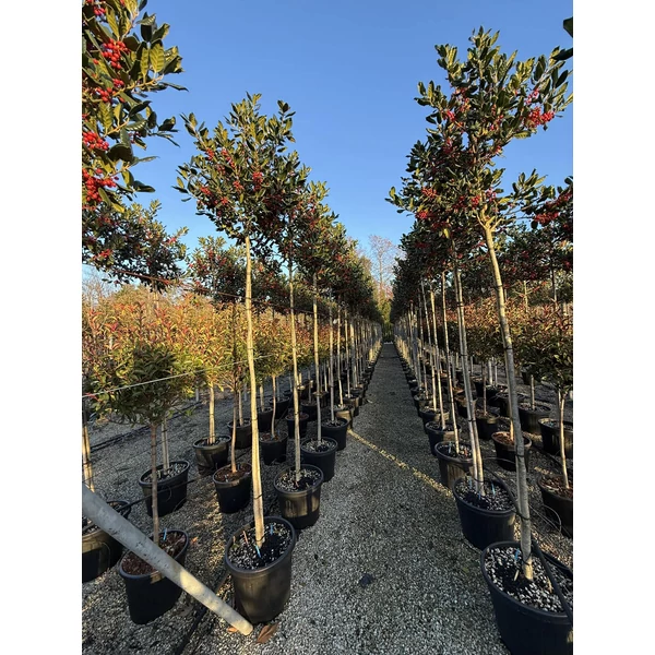 Magyal  ILEX MUTCHAGARA NELLIE R. STEVENS T200 8/10 K45
