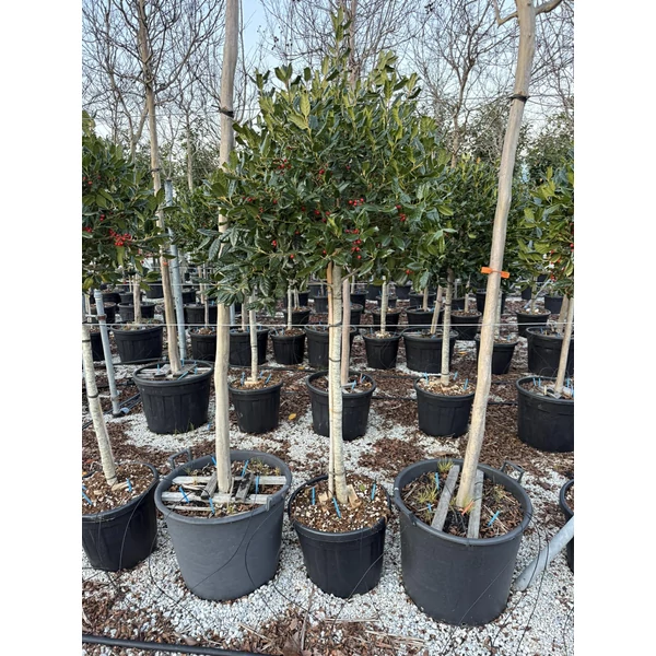 Közönséges magyal  ILEX MUTCHAGARA NELLIE R. STEVENS T1/2 50/+ K35