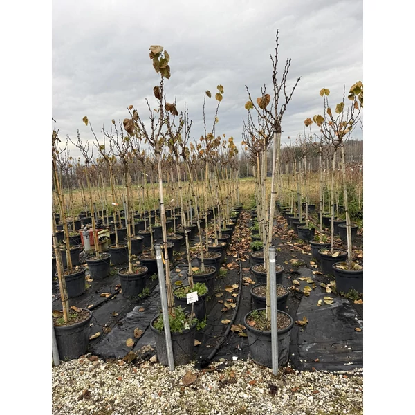 Kínai júdásfa    CERCIS CHINENSIS AVONDALE T120 K30