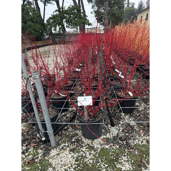 Fehér som  CORNUS ALBA BATON ROUGE K10 