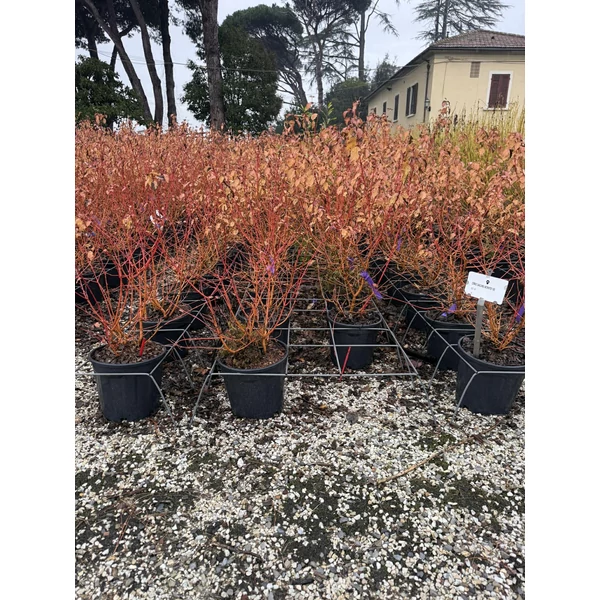Emeletes som  CORNUS CONTROVERSA WINTER ORANGE K10