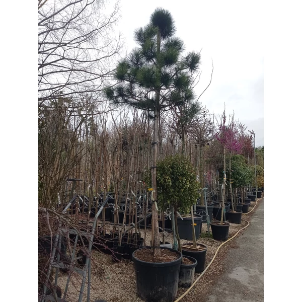 Osztrák feketefenyő    PINUS NIGRA AUSTRIACA T200 K130