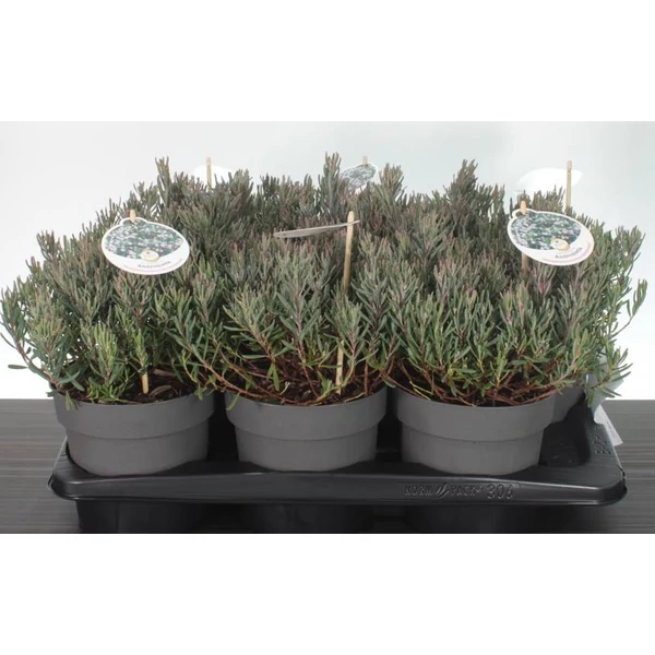 Tőzegrozmaring     ANDROMEDIA POLIFOLIA BLUE ICE 25/30 CS17