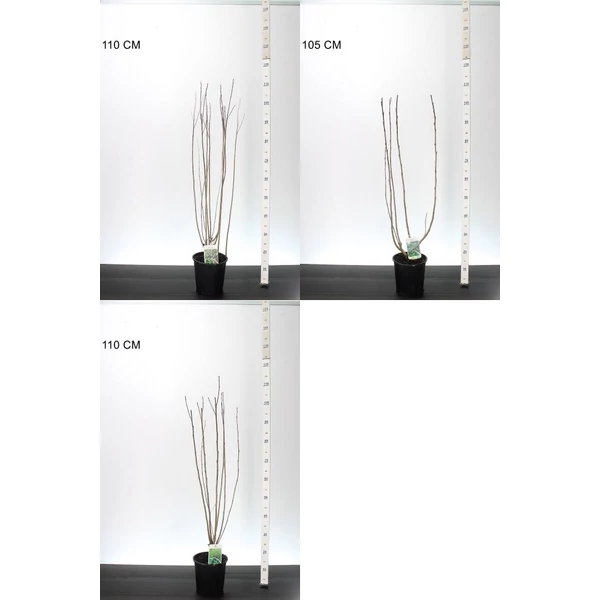 Fekete törpeberkenye   ARONIA PRUNIFOLIA FAJTÁK 60/80 K3