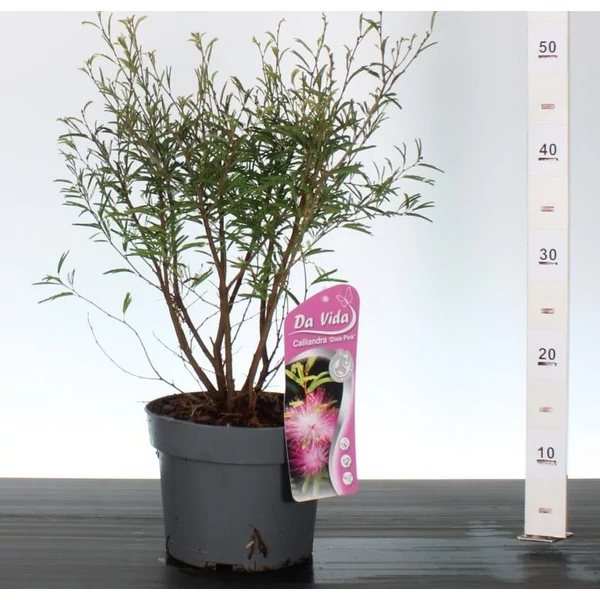 Balkon selyemakác  CALLIANDRA SURINAMENSIS DIXIE PINK 30CM K3