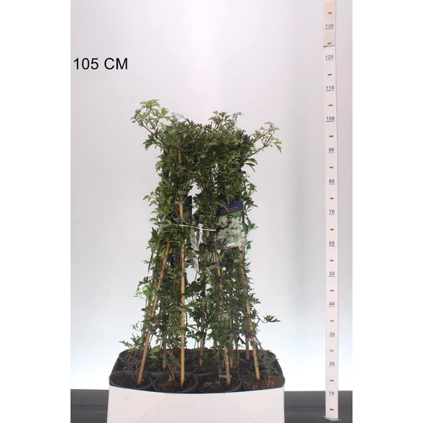 Iszalag    CLEMATIS CARTMANII AVALANCHE 90CM K2