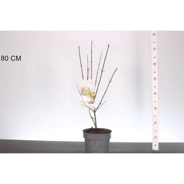Húsos som  CORNUS MAS 40/60 K3