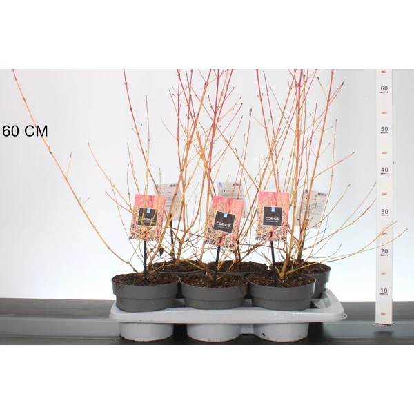 Veresgyűrűs som CORNUS SANGUINEA MIDWINTER FIRE 30/40 K2