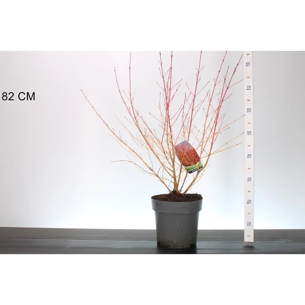 Veresgyűrűs som  CORNUS SANGUINEA MIDWINTER FIRE 50/60 K7