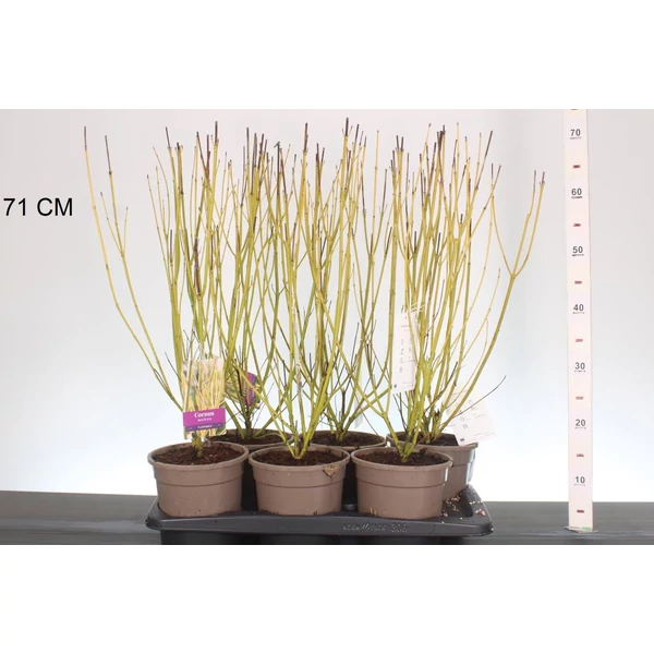 Sárgavesszőjű som    CORNUS STOLONIFERA FLAVIRAMEA 40CM CS17