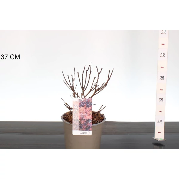 Bíbor cserszömörce    COTINUS COGGYGRIA ROYAL PURPLE 25/35 K3