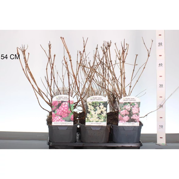 Gyöngyvirágcserje   DEUTZIA FAJTÁK 40/50 K2