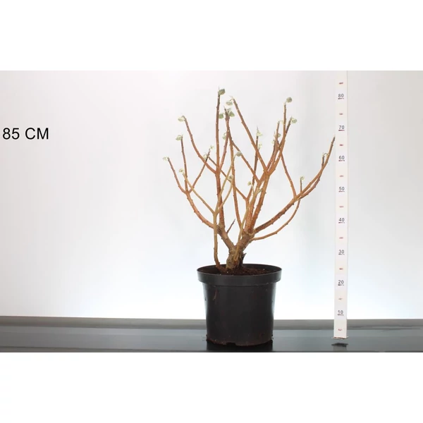 Papírcserje     EDGEWORTHIA CHRYSANTHA GRANDIFLORA 60/70 K10